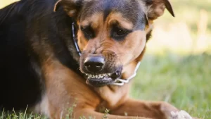 Dog Bite Lawyer in Columbia